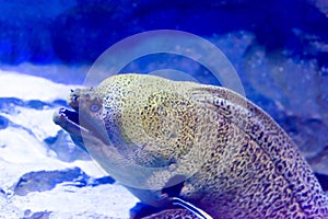 Moray Eel in an underwater sea aquarium in Singapore