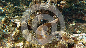 Moray eel in underwater tropical ocean