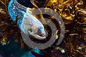 MORAY EEL WAITING IN THE DEEP BLUE OCEAN