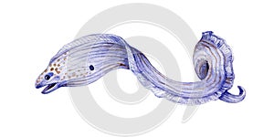 Moray eel watercolor illustration. Sea exotic underwater coral reef predator. Dangerous tropical fish on white background.