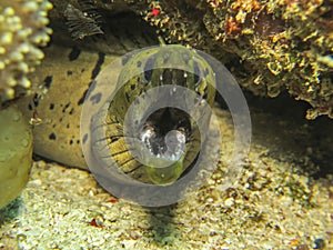 Moray eels