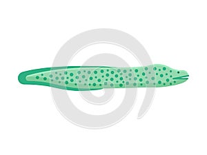 Moray Eels Illustration