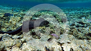 Moray eels (Muraenidae), Giant moray eels. photo