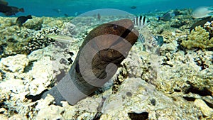 Moray eels (Muraenidae), Giant moray eels. photo