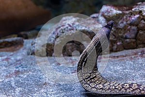 Moray is a genus of fish of the moray eel family. Representatives of the genus are widespread in the Mediterranean Sea