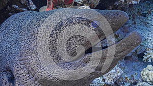 Moray hunts in the Red Sea