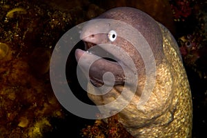 Moray Indonesia Sulawesi