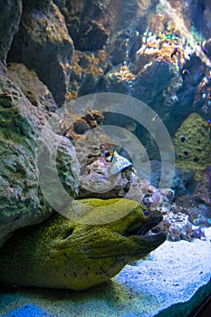 Moray (Muraena) sticking his head is in a crevice in the stones