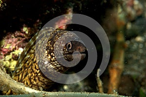 Moray