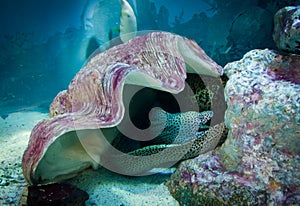 Moray under shell, underwater life