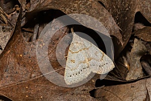 Morbid Owlet - Chytolita morbidalis