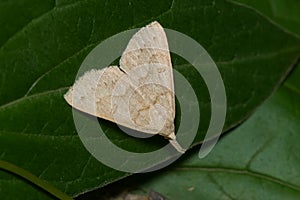 Morbid Owlet - Chytolita morbidalis