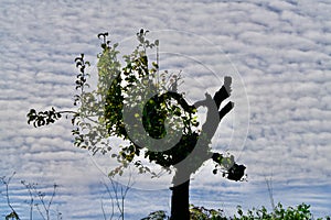 Morbit but green tree under fleecy clouds