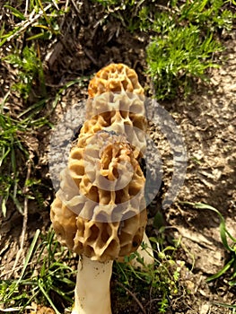 Morchella