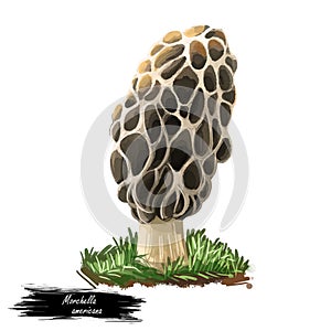 Morchella americana, Morchellaceae, mushroom, digital art illustration. Edible fungi realistic drawing with inscription, waterclor