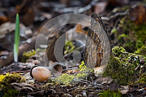 Morchella conica