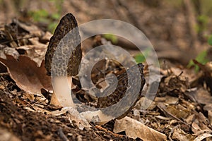 Morchella conica, edible mushrooms