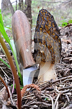 Morchella conica and hand made mushroom knife photo