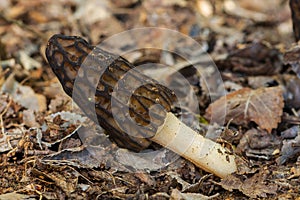 Morchella conica among the leaf litter of the forest