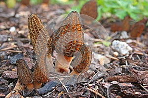 Morchella conica mushroom