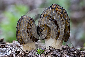 The morchella conica is a species of edible fungus, which grows in the forest