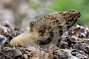Morchella conica is a species of edible fungus, which grows in the forest. photo