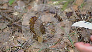 Morchella conica in the spring forest.