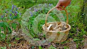 Morchella conica in the spring forest. Wicker basket with mushrooms on a green background