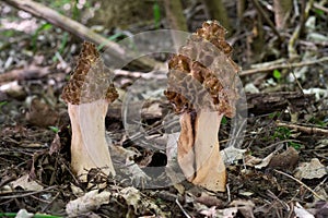 Morchella crassipes mushroom in the leaves.