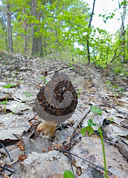 Morchella. Earlier summer in the forest on the island of Yagry in Severodvinsk. A mottled woodpecker on a tree trunk