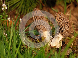 Morchella, edible mushroom.