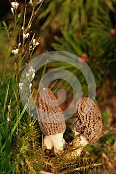 Morchella, edible mushroom.