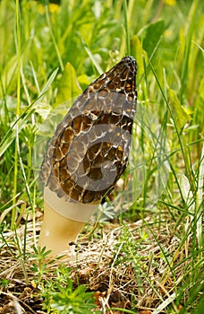 Morchella esculenta