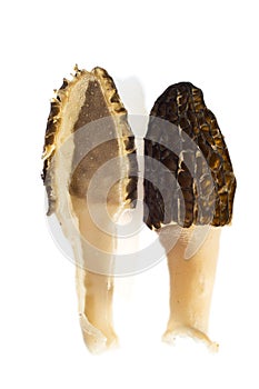 Morchella esculenta