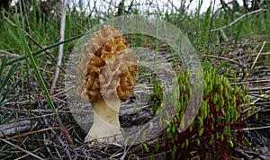 Morchella esculenta, commonly known as common morel, morel, yel