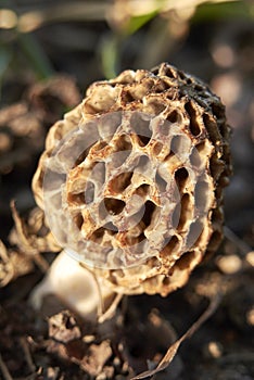 Morchella esculenta mushroom