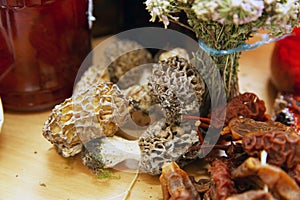 Morchella esculenta. Mushroom in the forest . Lamb belly mushroom in Azerbaijan Natural mushroom photo