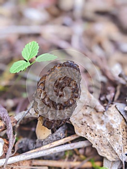 Morchella esculenta, is a species of fungus in the family Morchellaceae of the Ascomycota.