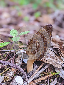 Morchella esculenta, is a species of fungus in the family Morchellaceae of the Ascomycota.