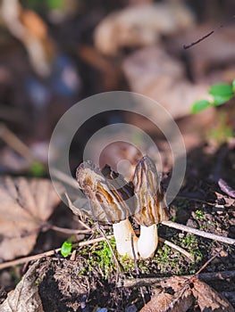 Morchella esculenta, is a species of fungus in the family Morchellaceae of the Ascomycota.