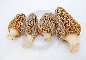 Morchella Morels Sponge Mushrooms