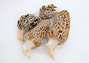 Morchella Morels Sponge Mushrooms