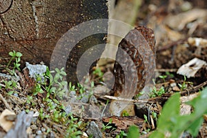 Morchella mushroom.