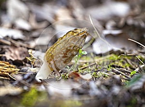 Morchella mushroom also known as Morel a species of edible wild mushroom, delicacy mushroom can be found in forests in spring.