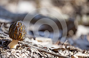 Morchella mushroom also known as Morel a species of edible wild mushroom, delicacy mushroom can be found in forests in spring.