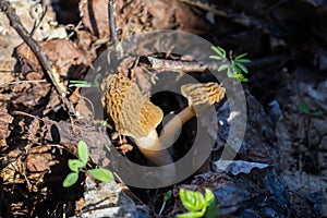 Morchella mushroom in the hand. Assortment of morel mushrooms.