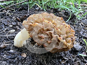 Morchella mushroom the true morels Morchellaceae Phalloboletus Adans Boletus Tourn