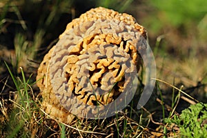 Morchella steppicola, the morel of the steppes.