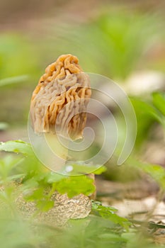 Morchella, the true morels, is a fungi with exotic honeycomb like cap
