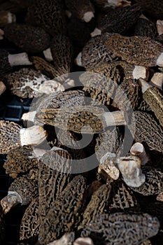 Morchella, true morels, genus of edible sac fungi spring mushrooms on Portobello road food market on Saturday, Notting Hill,